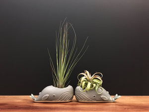 whale air plant vase / antique jade
