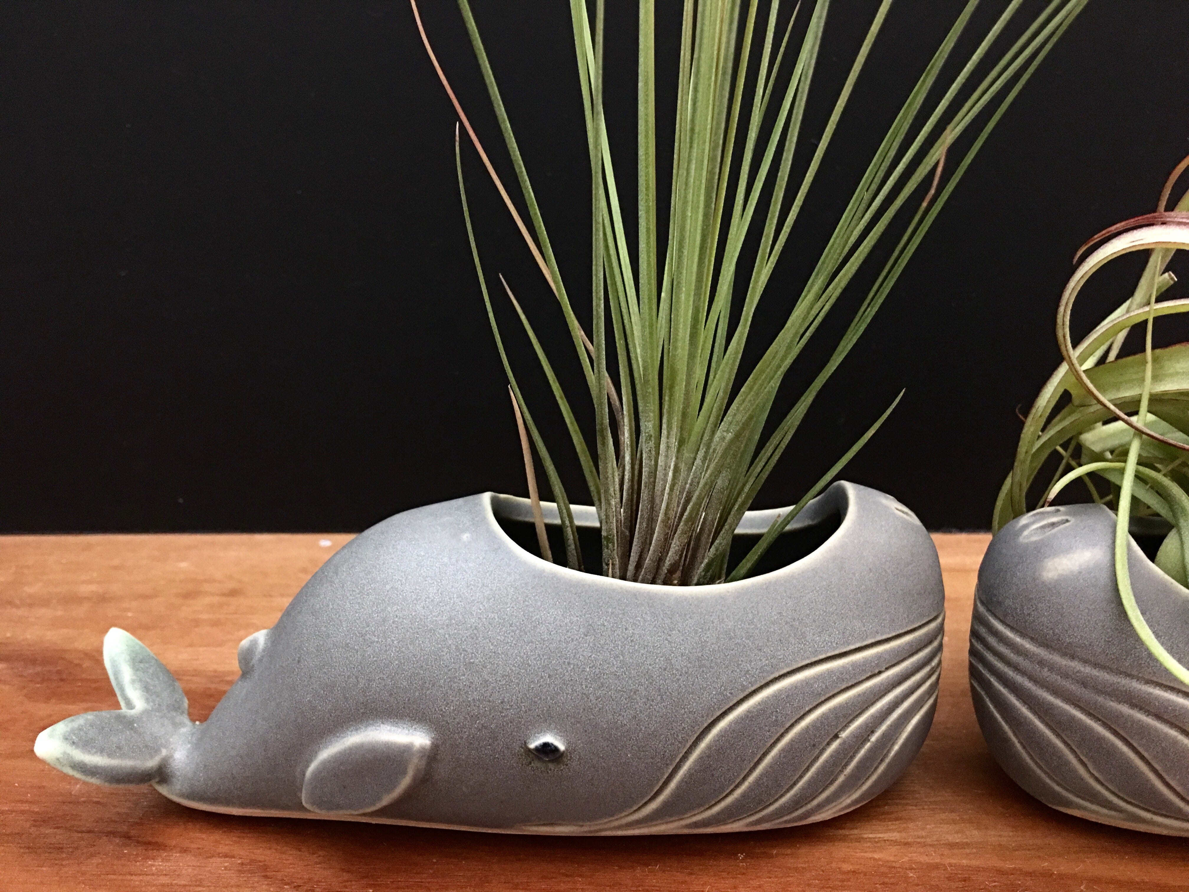 whale air plant holder whale air plant vase / antique jade – Studio Giverny
