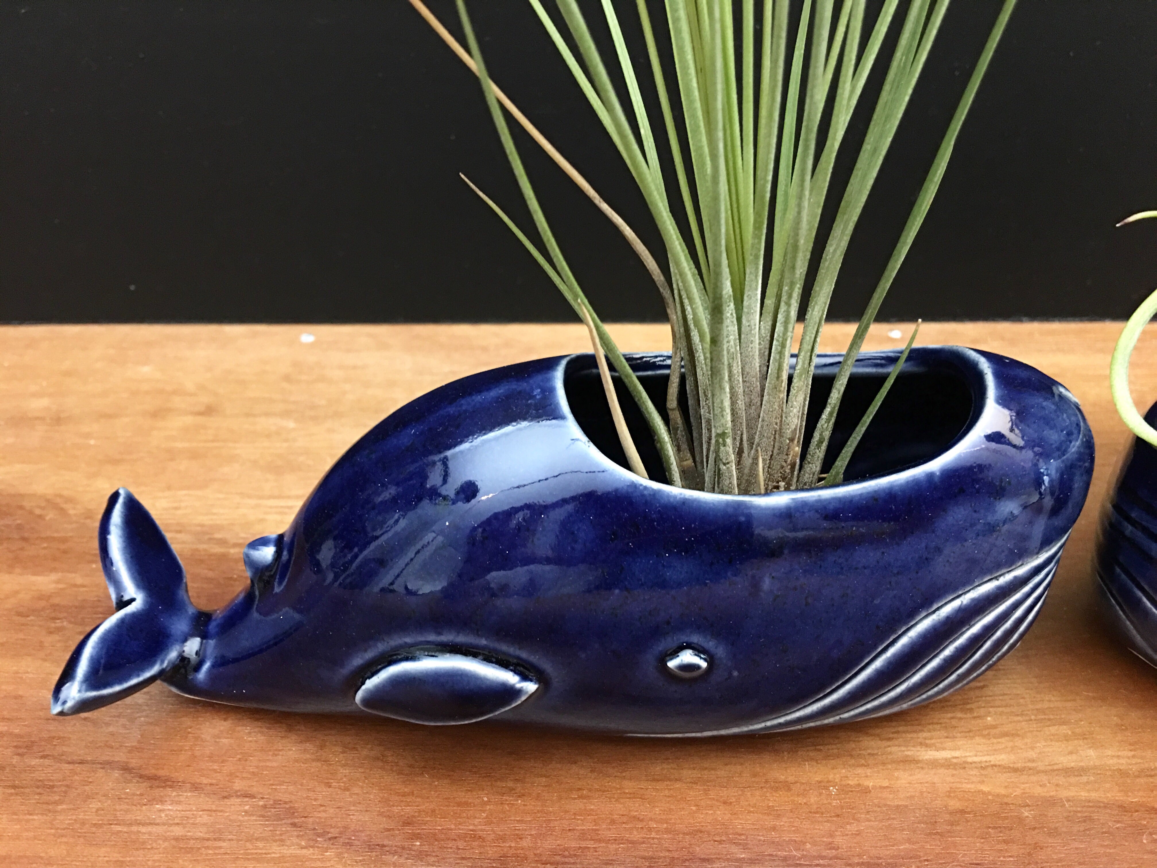 whale air plant vase / royal blue