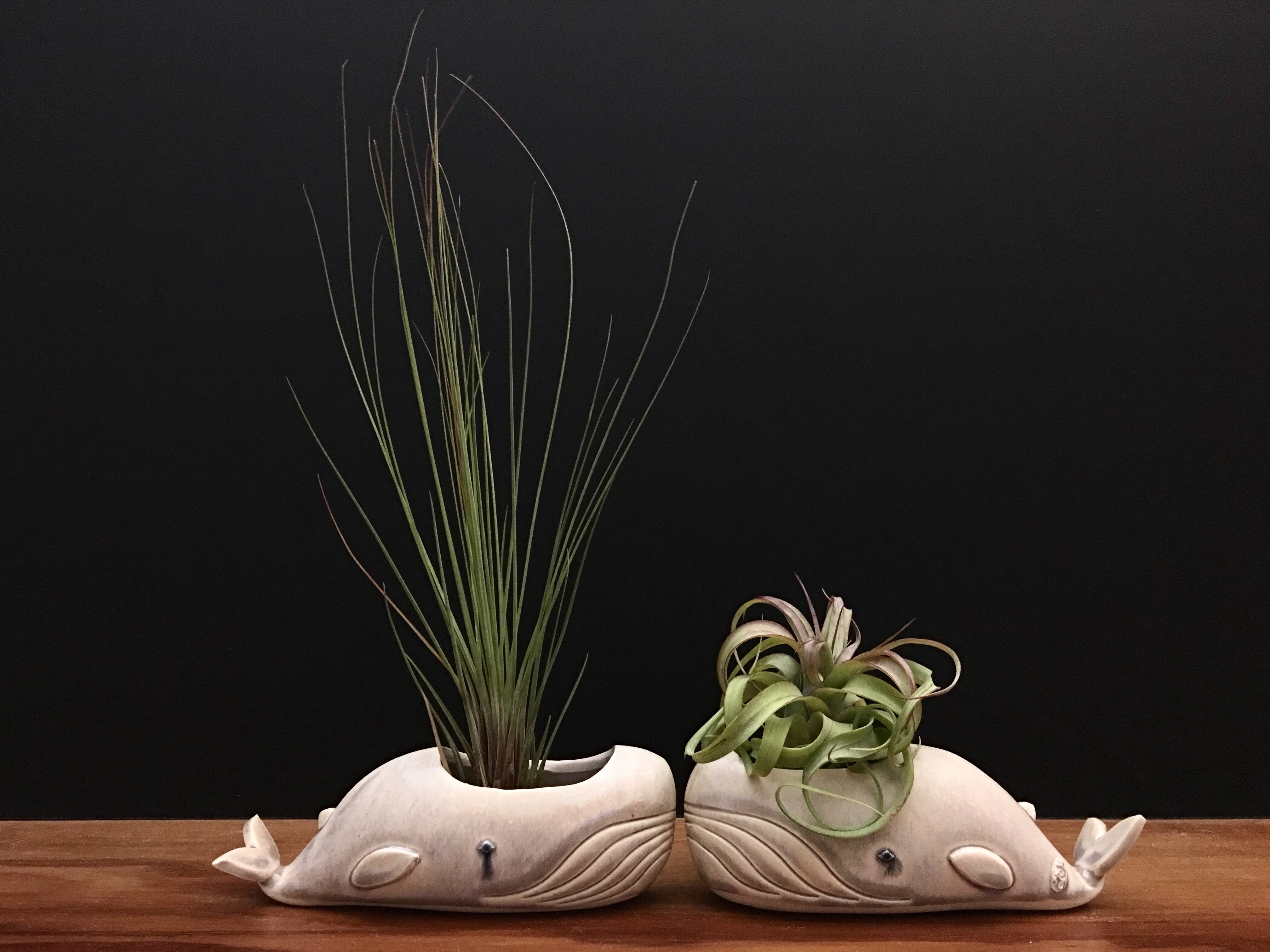 whale air plant holder whale air plant vase / cream and sugar – Studio Giverny
