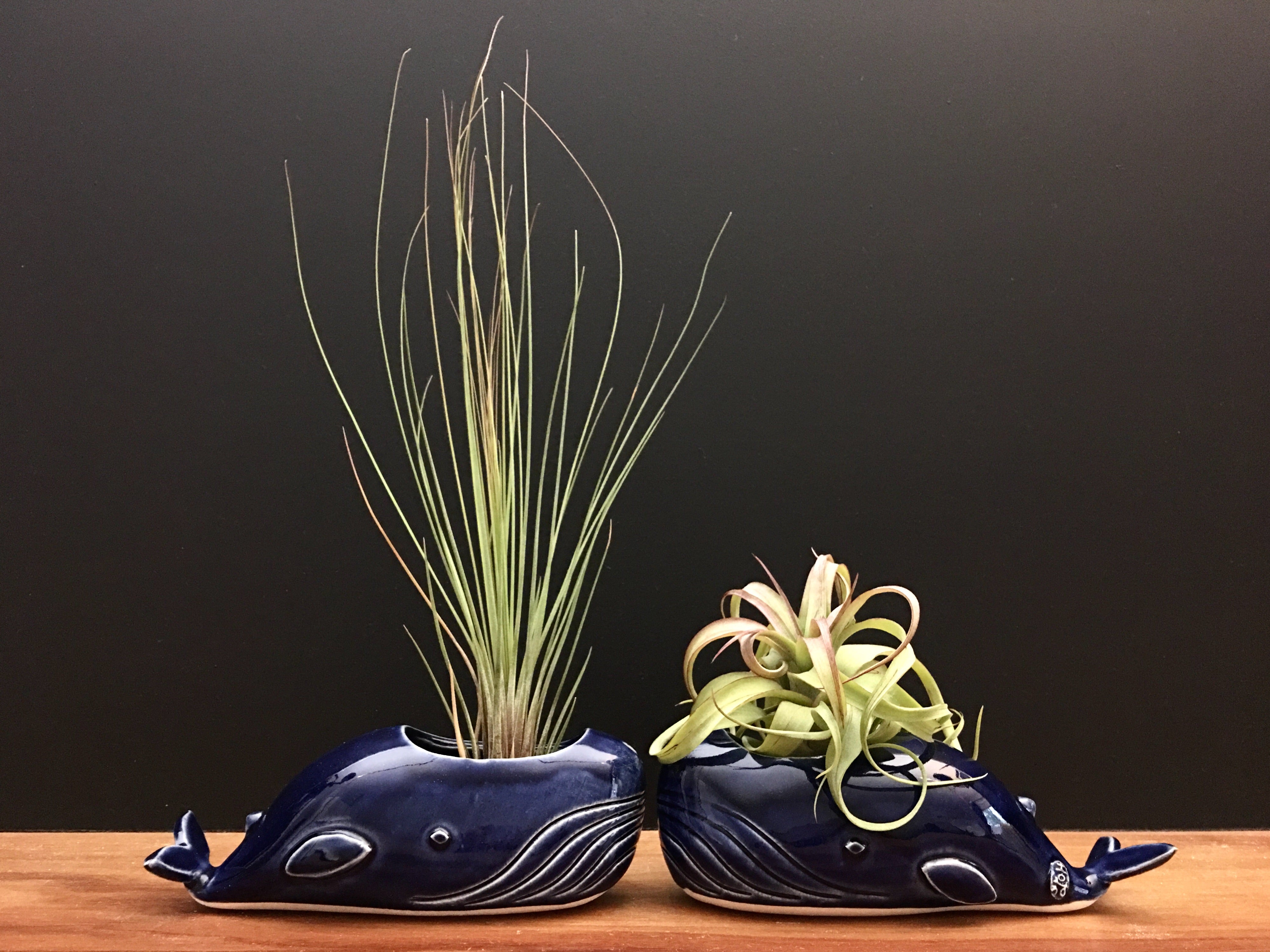 whale air plant vase / royal blue